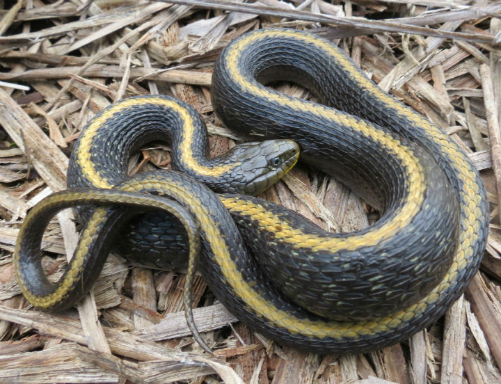 Santa Cruz Garter Snake